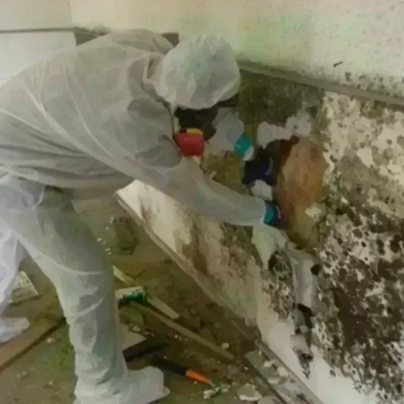 Mold Remediation and Removal in Perry County, OH